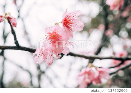 桜 さくら サクラ 137532903