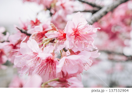 桜 さくら サクラ 137532904