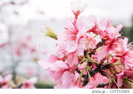 桜 さくら サクラ 137532905