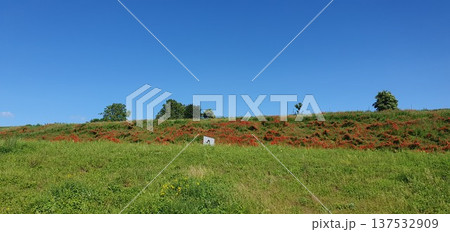 Phone photo of roadside hills covered with red poppy flowers. Bright spring landscape showing wildflowers, nature, and seasonal color outdoors. Phone photo of roadside hills covered with red poppy flowers. Bright spring landscape showing wildflowers, nature, and seasonal color outdoors. 137532909