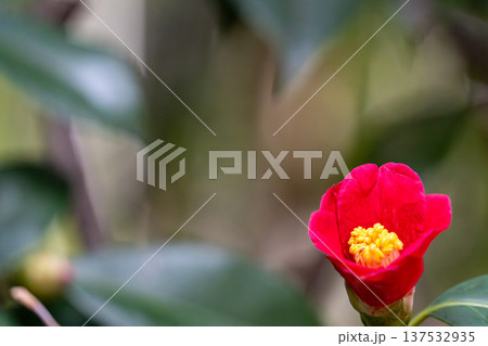 赤い椿 137532935