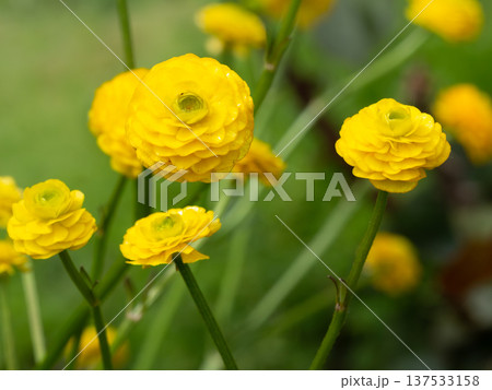Persian buttercup or Ranunculus asiaticus with yellow flowers. 137533158