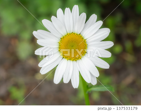 Bud of chamomile flower with the blurred background 137533179