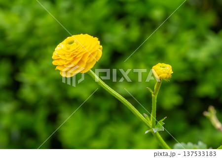 Persian buttercup or Ranunculus asiaticus with yellow flowers. 137533183