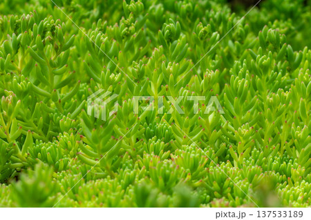 Green sedum growing in the garden. 137533189