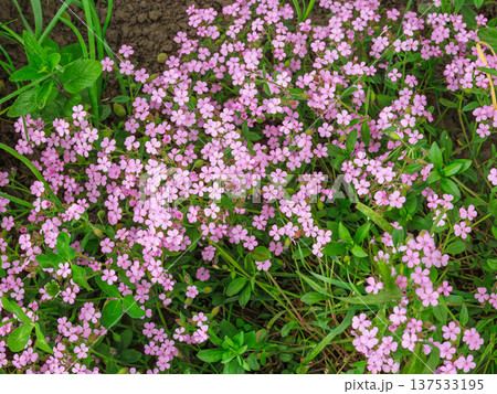 Saponaria commonly known as soapworts. Saponaria commonly known as soapworts. 137533195
