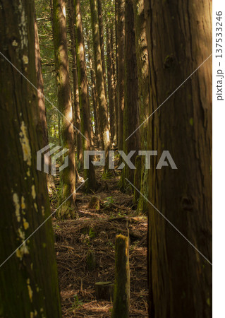 It is a forest with many oak tree trunks. It is a forest with many oak tree trunks. 137533246