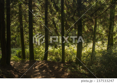 This is a beautiful forest landscape in Korea. This is a beautiful forest landscape in Korea. 137533247