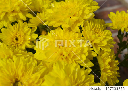 Close-up of a yellow chrysanthemum flower. Close-up of a yellow chrysanthemum flower. 137533253
