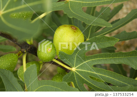 It is a fig tree with fruit. 137533254