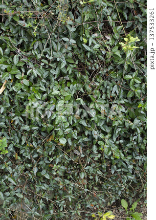 Close-up of Asian Jasmine leaves. Close-up of Asian Jasmine leaves. 137533261