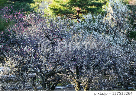 梅が満開の兼六園の春 梅が満開の兼六園の春 137533264