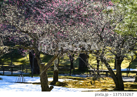 梅が満開の兼六園の春 137533267