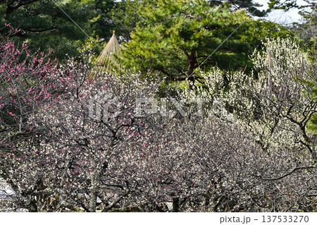 梅が満開の兼六園の春 梅が満開の兼六園の春 137533270
