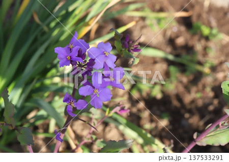 早春の庭に咲く紫色のムラサキハナナの花 早春の庭に咲く紫色のムラサキハナナの花 137533291