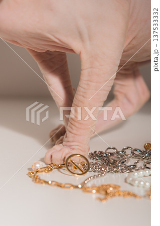 Sphynx Cat Inspects Jewelry Closely. Bareskinned Feline Examines Shimmering Jewelry Collection Sphynx Cat Inspects Jewelry Closely. Bareskinned Feline Examines Shimmering Jewelry Collection 137533332