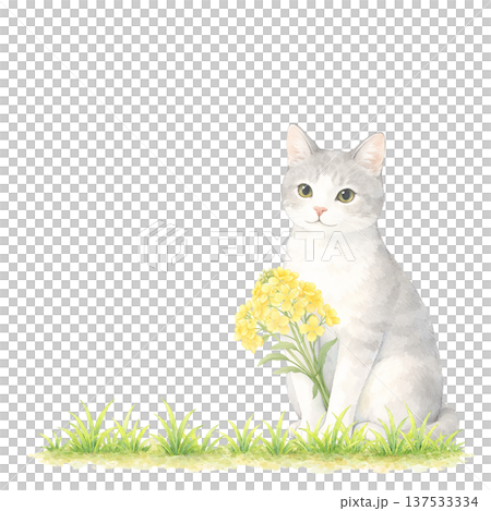 Watercolor illustration of a white cat and rapeseed flowers. Cute spring cat material. Watercolor illustration of a white cat and rapeseed flowers. Cute spring cat material. 137533334