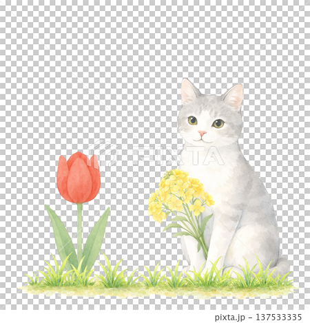 Watercolor illustration of a white cat, tulips and rapeseed flowers. Spring cat material. Watercolor illustration of a white cat, tulips and rapeseed flowers. Spring cat material. 137533335