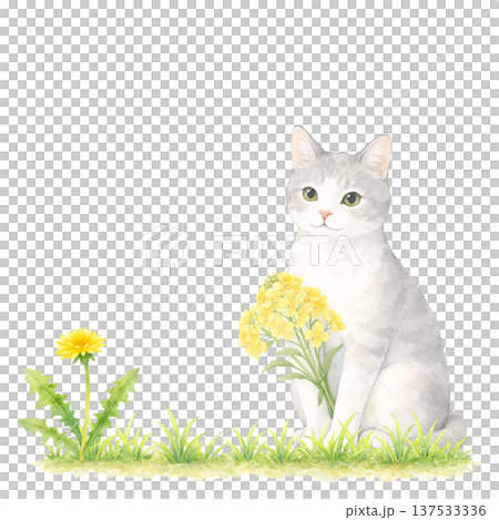 Watercolor illustration of a white cat and dandelion. Cute cat material for spring. 137533336