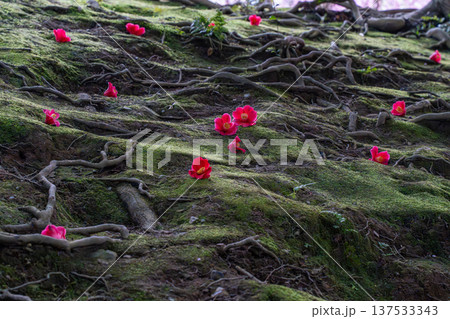 苔の上に落ちた椿の花 苔の上に落ちた椿の花 137533343