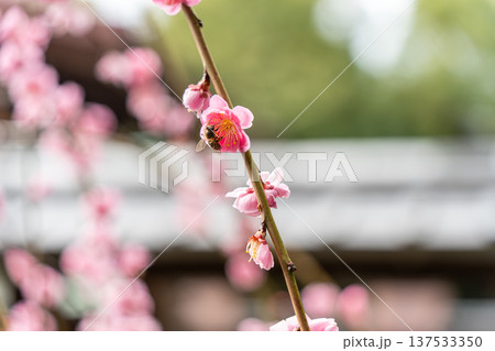 春の訪れを告げる梅の花 春の訪れを告げる梅の花 137533350