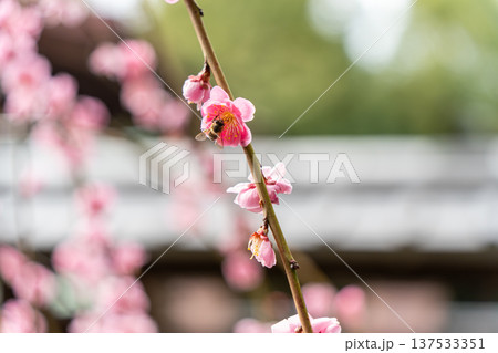 可愛いピンクの梅の花 可愛いピンクの梅の花 137533351