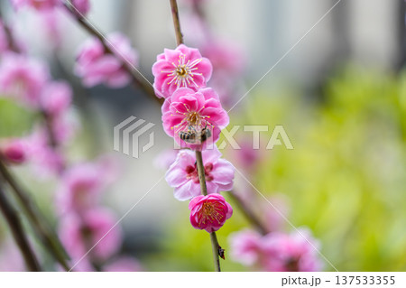 可愛いピンクの梅 137533355