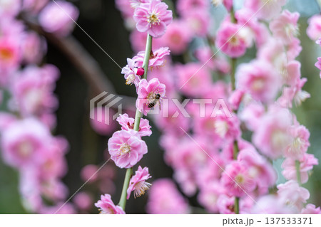 可愛いピンクの梅の花 137533371
