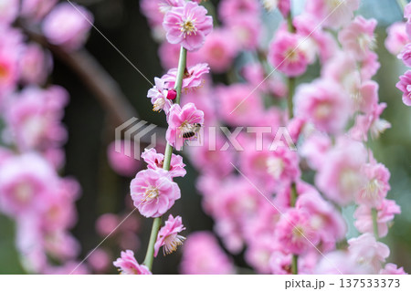 ピンク色の梅の花が可愛い 137533373