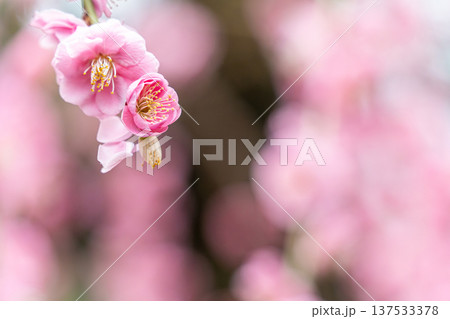 可愛いピンクの梅の花 137533378