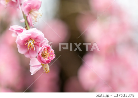 可愛いピンクの梅の花 137533379