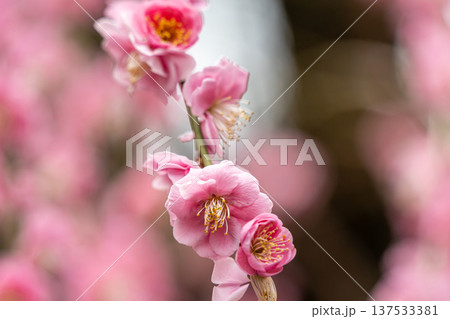 可愛いピンクの梅の花 137533381