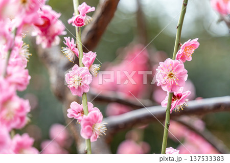 可愛いピンクの梅の花 可愛いピンクの梅の花 137533383