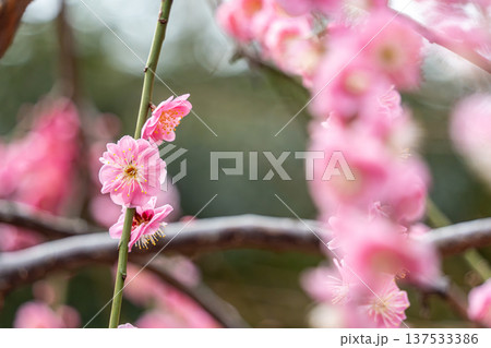 梅の花のある風景 137533386