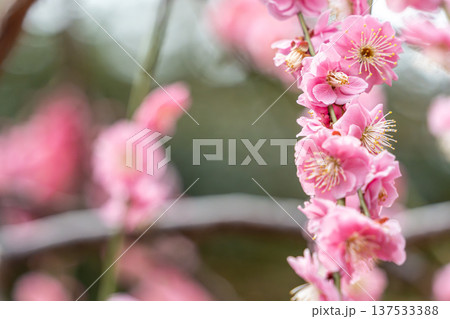 可愛いピンクの梅の花 137533388