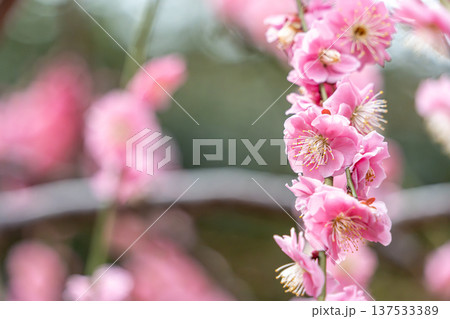 可愛いピンクの梅の花 137533389