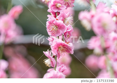 可愛いピンクの梅の花 可愛いピンクの梅の花 137533390