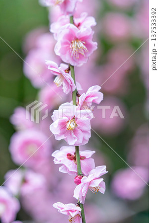 可愛いピンクの梅の花 137533392