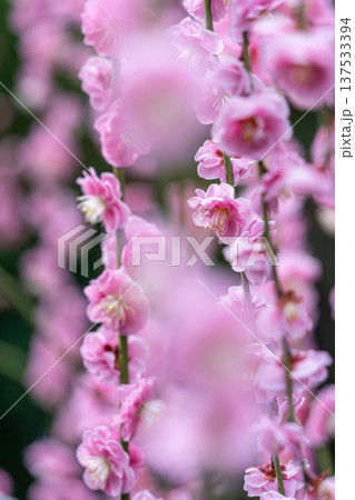 美しい桃色の梅の花 美しい桃色の梅の花 137533394