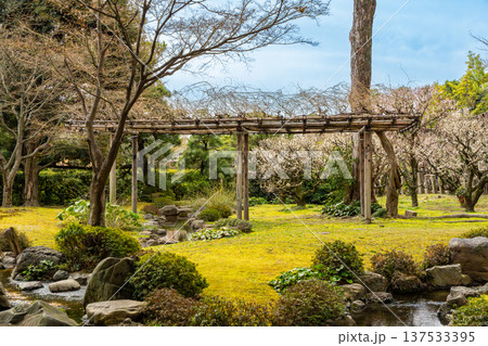 梅のある庭園 137533395