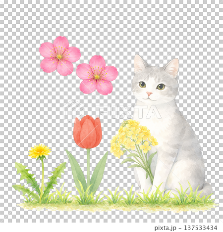 Watercolor illustration of a white cat and spring flowers. Cute cat material with tulips and rapeseed flowers. 137533434