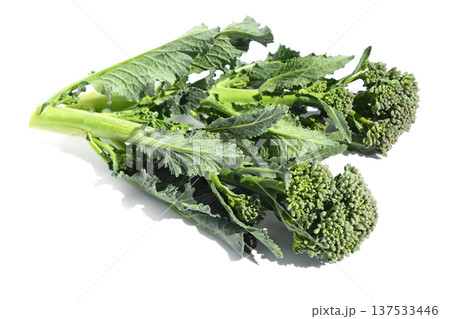 菜の花（アレッタ） 137533446