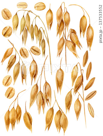 Oat plant watercolor clipart golden branches seeds and grain isolated botanical cereal illustration rustic harvest agriculture set 137533552