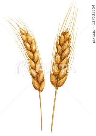 Wheat ears watercolor clipart golden barley spikelets isolated botanical grain illustration rustic harvest for bakery design Wheat ears watercolor clipart golden barley spikelets isolated botanical grain illustration rustic harvest for bakery design 137533554
