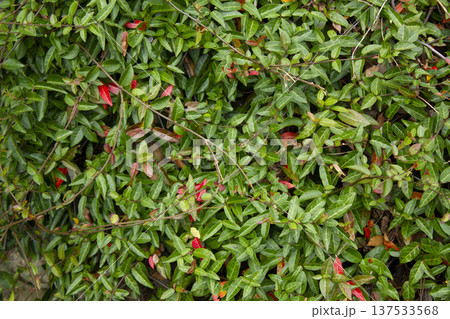 Close-up of Asian Jasmine leaves. Close-up of Asian Jasmine leaves. 137533568