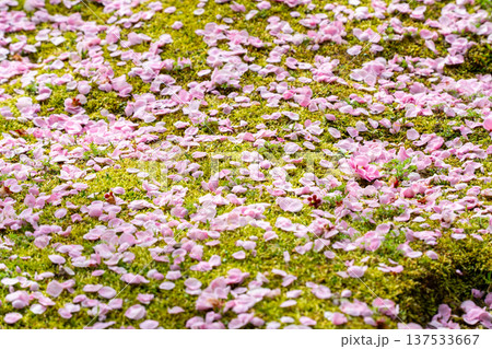 一面に咲き誇る梅の花 137533667