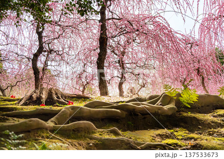 梅の花と苔むした岩 梅の花と苔むした岩 137533673