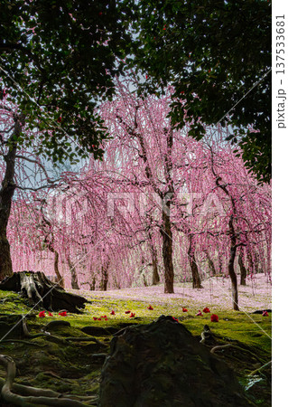 城南宮楽神苑、満開の紅梅が美しい風景 137533681