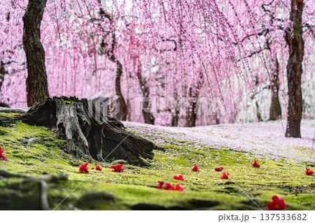 城南宮楽神苑、満開のしだれ梅の花弁が苔床に散る 137533682
