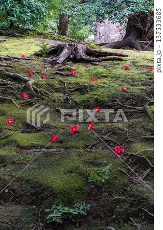 苔の上に落ちた椿の花 苔の上に落ちた椿の花 137533685